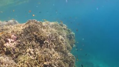 Mercan ve tropikal balık. Filipinler