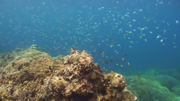 サンゴ礁と熱帯魚。フィリピン — ストック動画