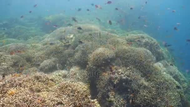 Arrecife de coral y peces tropicales. Filipinas — Vídeo de stock