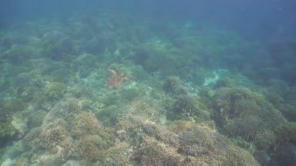 Meeresschildkröte unter Wasser. — Stockvideo