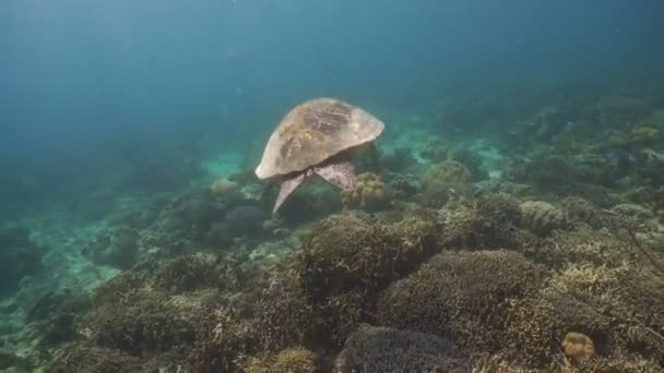 Θαλάσσιας χελώνας κάτω από το νερό. — Αρχείο Βίντεο