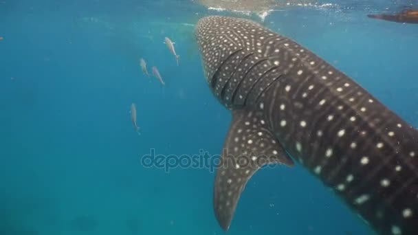 Valhaj i havet. — Stockvideo