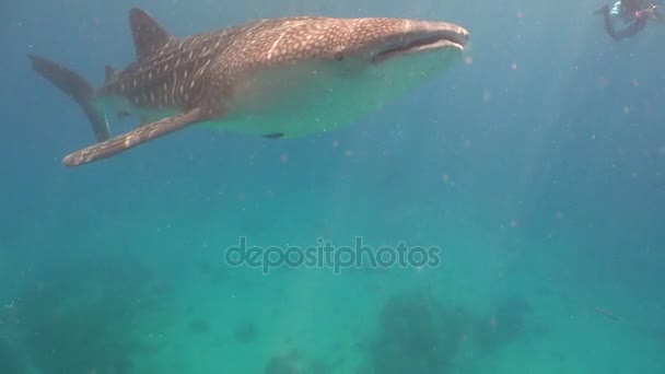 Tiburón ballena en el océano . — Vídeos de Stock