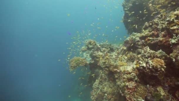 Recifes de corais e peixes tropicais Filipinas — Vídeo de Stock