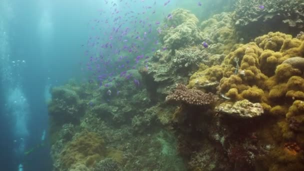 Récif corallien et poissons tropicaux.Philippines — Video