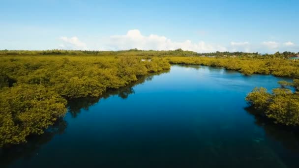 Forêt de mangroves en Asie. Philippines Siargao île .