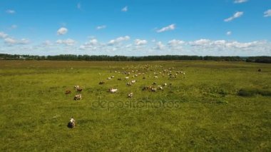 İnekler çayırlarda otluyor.