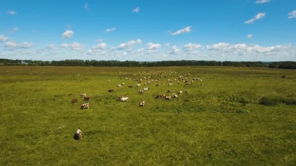 Vaches broutant dans les pâturages