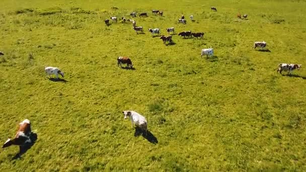 Vacas que pastam em pastagens — Vídeo de Stock