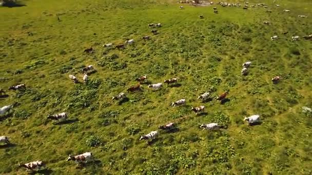 Kühe weiden auf der Weide — Stockvideo