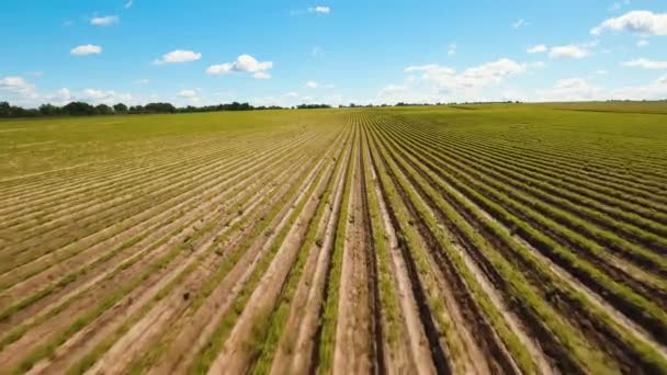 Luchtfoto van landbouwgrond. — Stockvideo