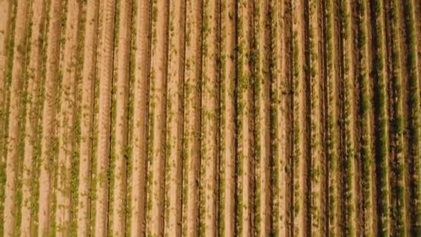 Vista aérea de las tierras de cultivo . — Vídeo de stock