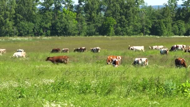 Cows grazing on pasture — Stock Video