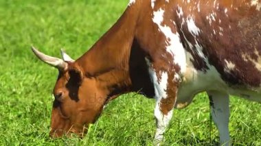 İnekler çayırlarda otluyor.