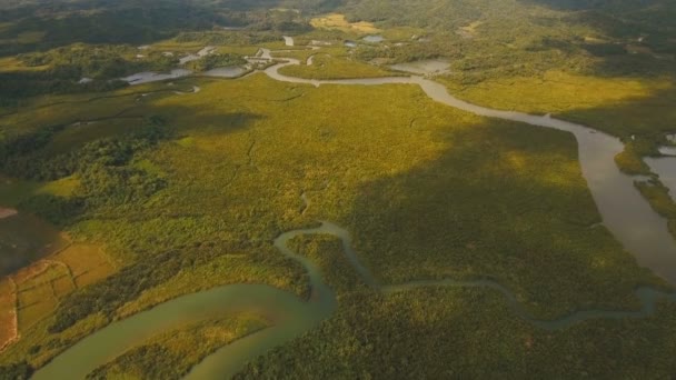 Forêt de mangroves en Asie. Philippines Catanduanes île .