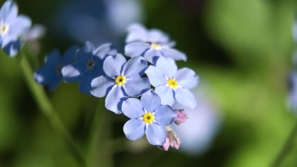 Belle fleur sauvage bleue.Macro . — Video