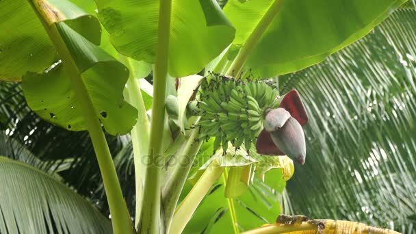 Fruit van bananen op een bananenboom. — Stockvideo