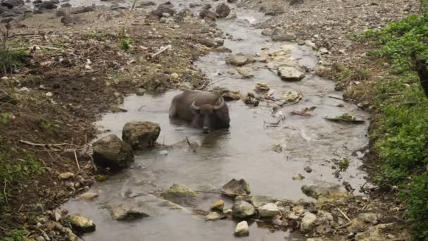 Taureau couché dans la rivière . — Video