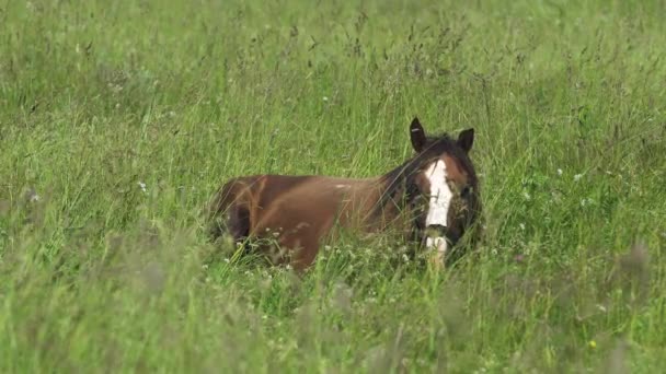 Hest på sommerbeite. – stockvideo