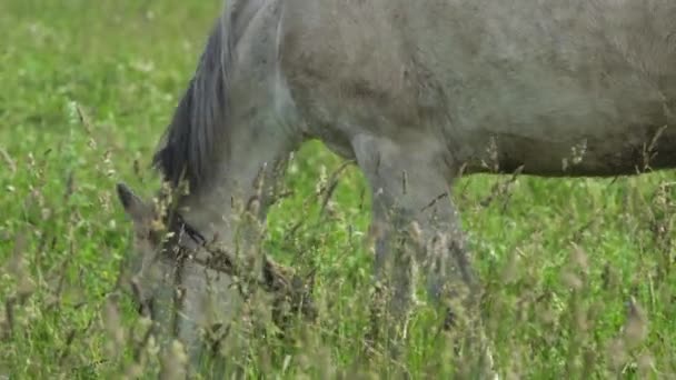 Koń na letnim pastwisku. — Wideo stockowe