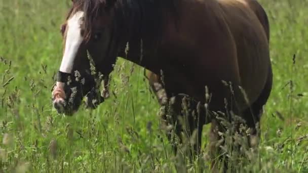 Cheval sur un pâturage d'été.