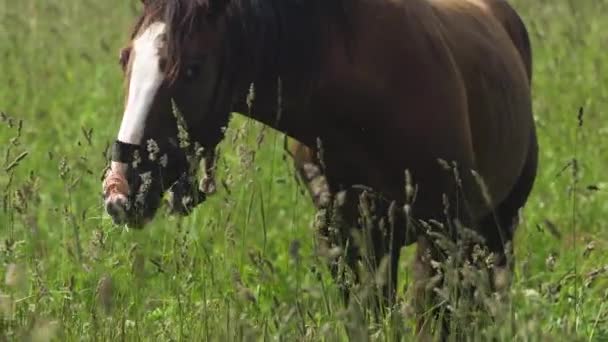 Koń na letnim pastwisku. — Wideo stockowe