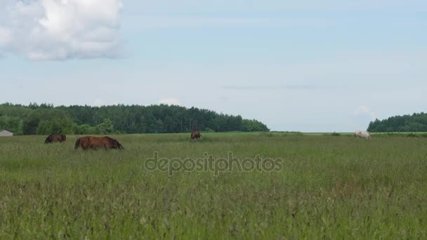 Ló a nyári legelőn. — Stock videók