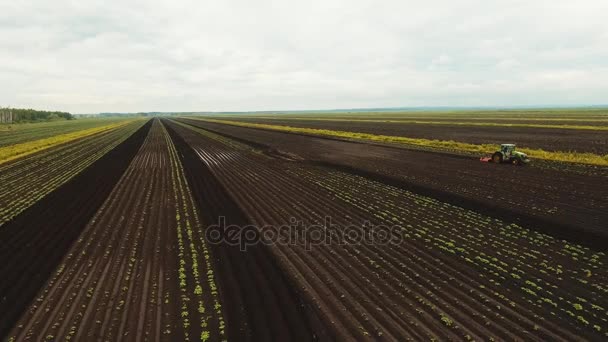 Трактор обрабатывает землю в поле. — стоковое видео