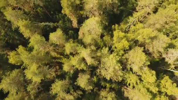 녹색 숲을 통해 비행. — 비디오