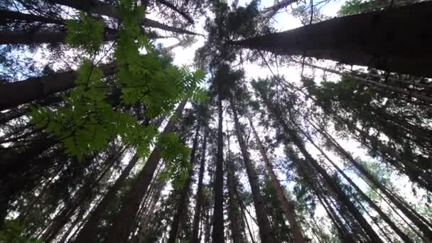 Coronas de árboles en el bosque — Vídeo de stock
