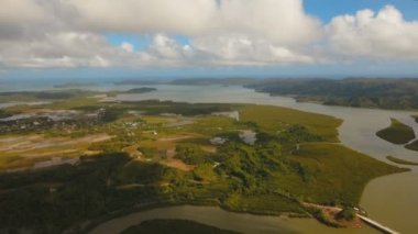 Mangrov ormanları Asya. Filipinler Catanduanes Adası.