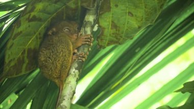 Komik Filipinli tarsier Tarsius syrichta. Bohol Filipinleri