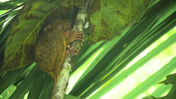 Roliga filippinska tarsier Tarsius syrichta. Bohol Filippinerna — Stockvideo