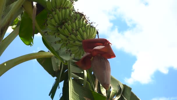 바나나 나무에 달린 바나나 열매. — 비디오