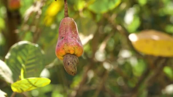 Castanha de Caju Caju Crescendo Nozes. Busuanga, Palawan, Filipinas . — Vídeo de Stock