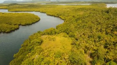 Mangrov ormanları Asya. Filipinler Siargao Adası.