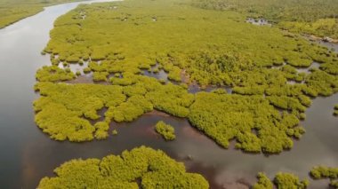 Mangrov ormanları Asya. Filipinler Siargao Adası.