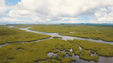 Mangrov ormanları Asya. Filipinler Siargao Adası.