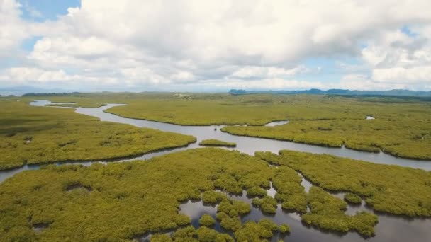 Mangrovebos in Azië. Filippijnen Siargao eiland. — Stockvideo