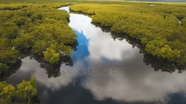 Mangrov ormanları Asya. Filipinler Siargao Adası.