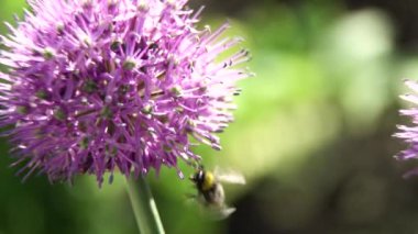 Çiçek arıya yakın çekim.