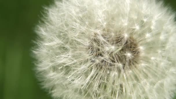 Dandelion Seed Head. — Stock Video