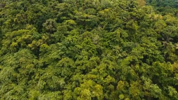 熱帯林の山。フィリピン Siargao 島. — ストック動画