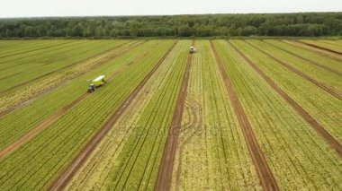 Alanı satır salatası ile.