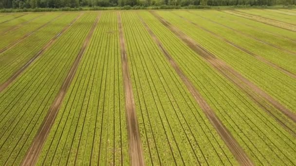 Champ avec rangées de salade .