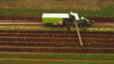 Traktör tarafından hasat lahana. Alanı satır salatası ile.