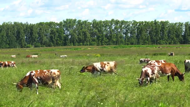 奶牛在牧场上吃草 — 图库视频影像