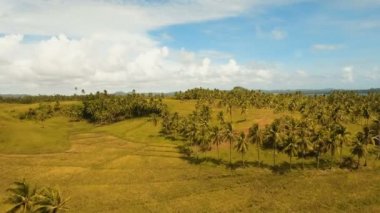 Bir pirinç alan hava görünümünü. Filipinler, Siargao.