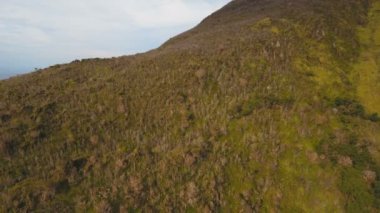 Ağaçlar ve bitki örtüsü dağın üzerinde. Camiguin Adası Filipinler.