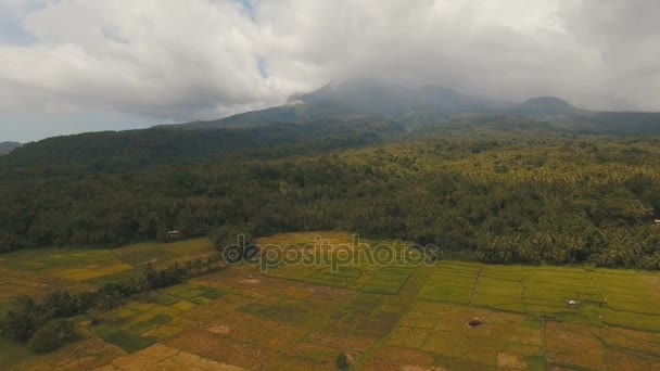 Vista aérea de um campo de arroz. Filipinas — Vídeo de Stock
